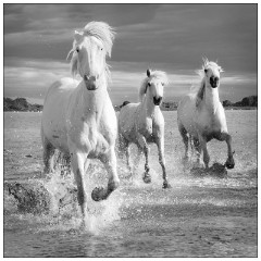 Black and 'White Camargue White Horses 14  Slowing down