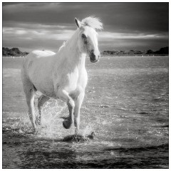 Black and 'White Camargue White Horses 15  White Camargue Horse