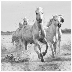 Black and 'White Camargue White Horses 16  Canter through the lagoon