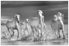 Black and 'White Camargue White Horses 17  Who's going to be the leader