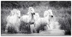 Black and 'White Camargue White Horses 18  Rushing through the lagoon