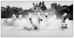 Black and 'White Camargue White Horses 19  Causing quite a splash