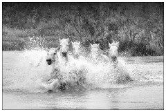 Black and 'White Camargue White Horses 20  Racing through the lagoon