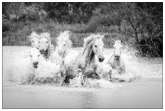 Black and 'White Camargue White Horses 21  Exercising in the lagoon