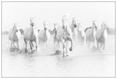 Black and 'White Camargue White Horses 22  Last race of the day