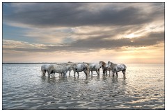 Camargue White Horses 01  Enjoying the sunrise