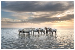 The Camargue May