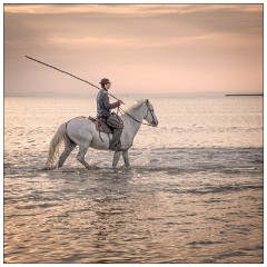 Camargue White Horses 02  The Guardian