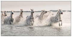 Camargue White Horses 03  Racing through the water