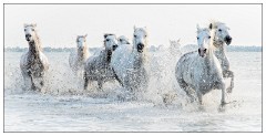 Camargue White Horses 04  I'm first