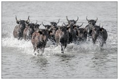 Camargue White Horses 05  The Camargue Bulls