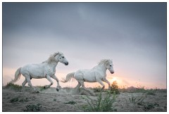 Camargue White Horses 08  Racing along the top of the sand dunes