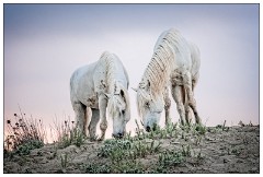 Camargue White Horses 09  Taking a rest