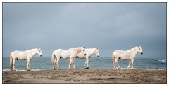 Camargue White Horses 10  Along the Waters Edge