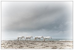 Camargue White Horses 11  The beach