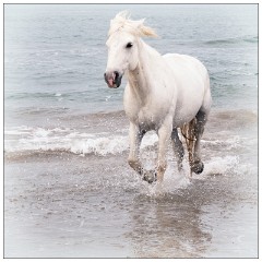 Camargue White Horses 12  Trotting out of the sea