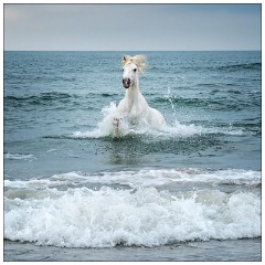 Camargue White Horses 13  Rushing out of the sea to the beach