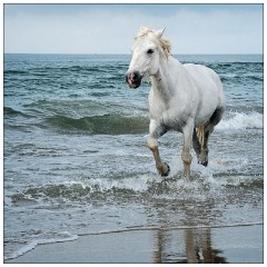 Camargue White Horses 14  Cooling down