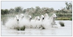 Camargue White Horses 15  Rush for the land