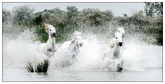 Camargue White Horses 16  Who is going to be first