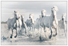 Camargue White Horses 17  Racing in the lagoon