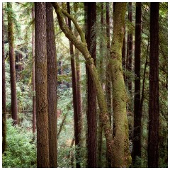 12 Santa Cruz  Henry Cowell Redwood State Park, Santa Cruz