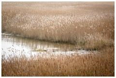 09 Blakeney and Cley  Norfolk Reeds