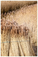 12 Blakeney and Cley  Bales of Norfolk Reeds