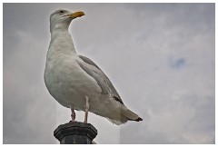 09 Brighton  Seagull on Brighton Pier