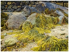 Guernsey 024  Le Grand Havre Beach Colourful Seaweed