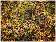 Guernsey 025  Le Grand Havre Beach Colourful Seaweed