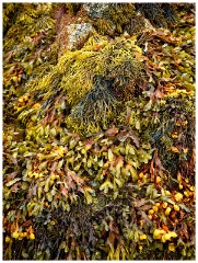 Guernsey 026  Le Grand Havre Beach Colourful Seaweed