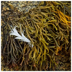 Guernsey 027  Le Grand Havre Beach Colourful Seaweed