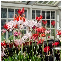Guernsey 080  St Peters Port Candie Gardens The Nerine Festival