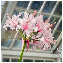 Guernsey 083  St Peters Port Candie Gardens The Nerine Festival