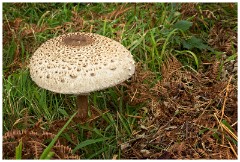 Guernsey 106  Large Mushroom