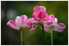 03 Spring Flowers  Tulip