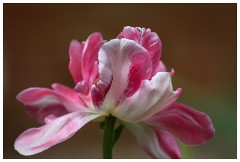 04 Spring Flowers  Tulip