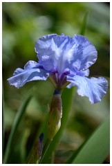 10 Spring Flowers  Iris
