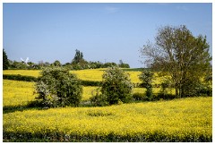 11 Spring Flowers  Rape Seed Fields towards Caxton