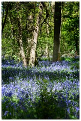 12 Spring Flowers  Bluebell Wood Warsley