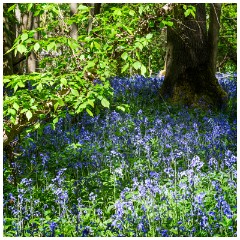 13 Spring Flowers  Bluebell Wood Warsley