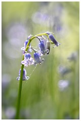 16 Spring Flowers  Bluebells