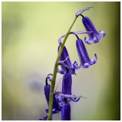 17 Spring Flowers  Bluebells