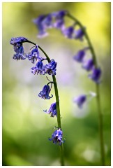 18 Spring Flowers  Bluebells