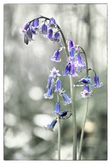 19 Spring Flowers  Bluebells