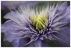 Spring and Garden Flowers