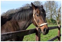 Stanley House Stud, Newmarket March