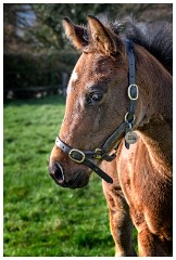 09 Stanley House Stud, Newmarket  Young Foal