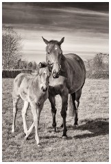 10 Stanley House Stud, Newmarket  Mother and Foal